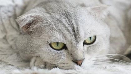 爱游戏电竞官网-热火替补强势表现斩获胜利，热火队补强