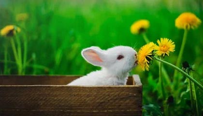 爱游戏体育官方网站-PSG.LGD赛区粉丝支持力度加大，psg和lgd不是一队吗